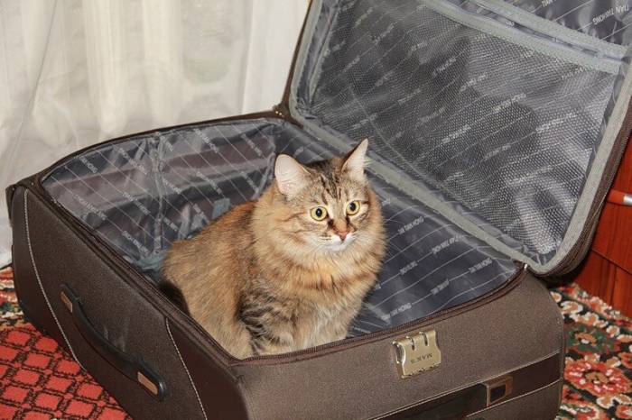 Транспортировка кошек. 6 советов которые помогут подготовиться