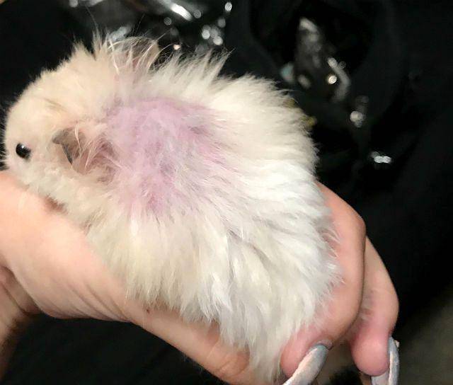 Почему шиншилла чешется и покусывает себя (аллергия, блохи, клещи и другие паразиты)