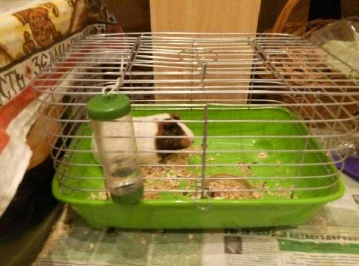 ᐉ поилка для морской свинки, как сделать своими руками и научить грызуна пить - zoopalitra-spb.ru