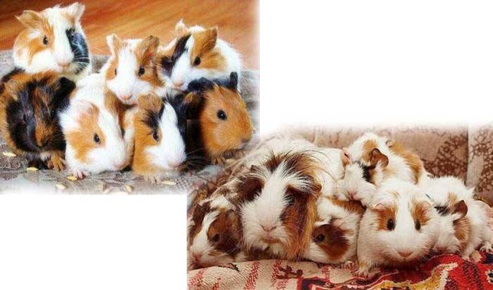 Беременность и размножение морских свинок