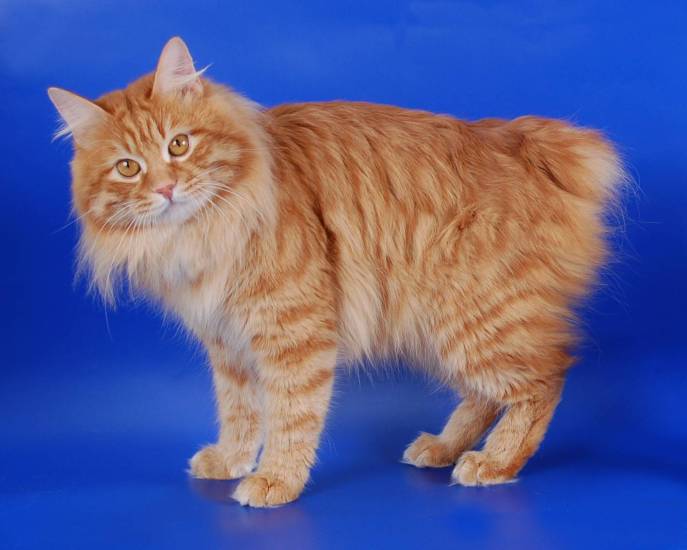 Курильский бобтейл: описание, подходит ли вам по 4 пунктам