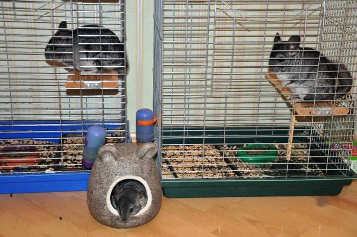 Стоит ли заводить шиншиллу? сколько стоит уход и содержание