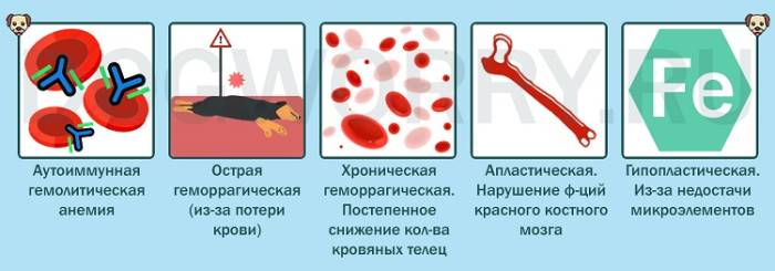 Анемия у детей - лечение, симптомы, профилактика и диагностика анемии | см клиника