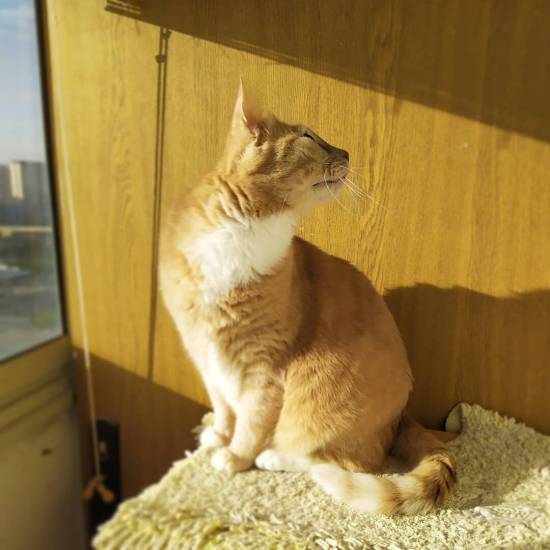 Как заново приучить кошку пользоваться лотком для туалета