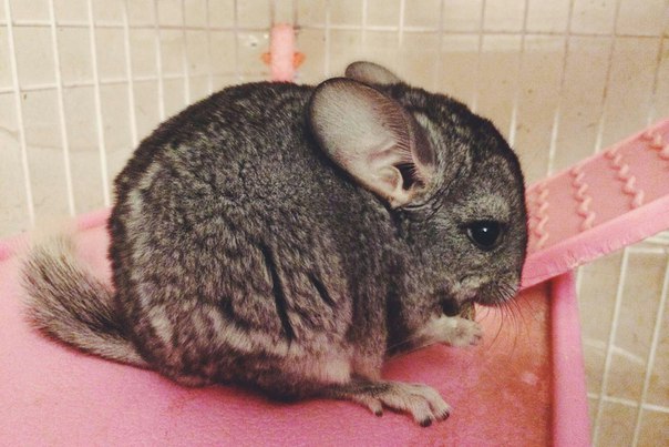 Неотложные состояния