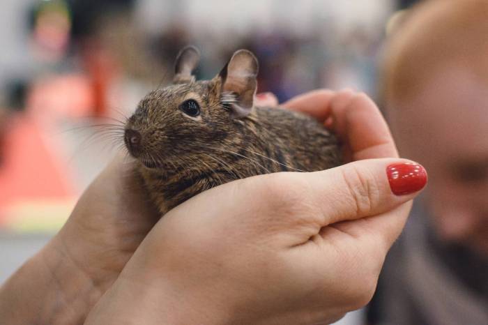 Белка дегу - уход и содержание: сколько живет в домашних условиях, чем кормить, как приручить и назвать