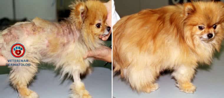 Линька у шпица: сколько длится, когда начинается, в каком возрасте первая (юниорская), можно ли стричь, мыть