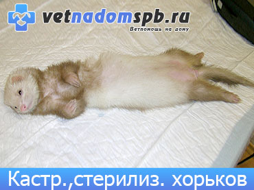 Стерилизация и кастрация хорька: техника операции, в каком возрасте нужно проводить