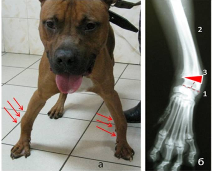 К растяжению лапы у собаки отнеситесь серьезно