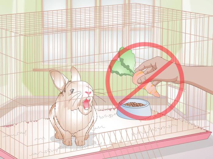 Почему кролик грызёт клетку