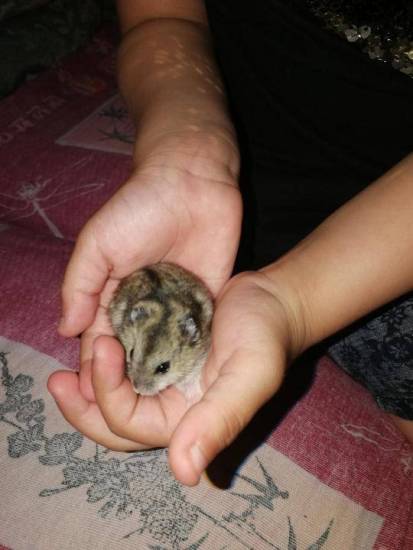 Чтобы домашний хомяк не вонял