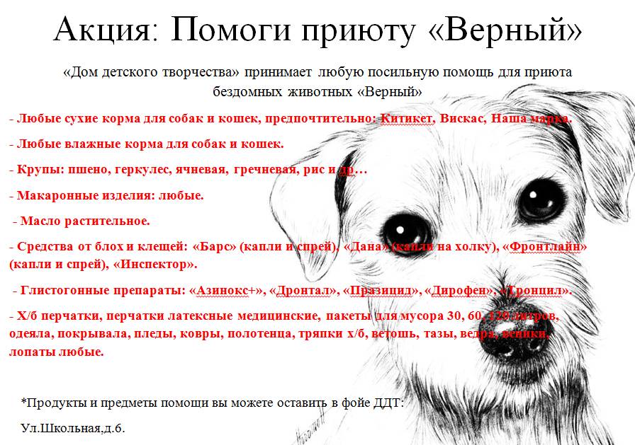 Инструкция по спасению котят: что делать с найденным на улице бездомным животным