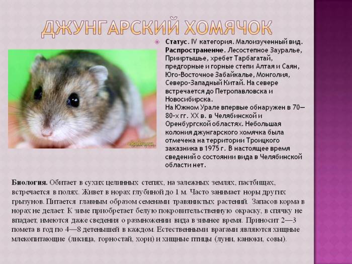 Хомяк — кто это?