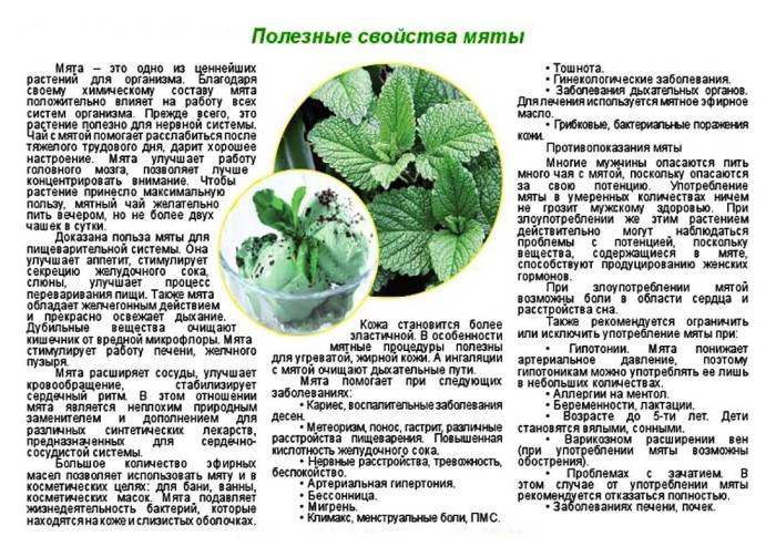 Кошачья мята: для чего нужна и почему животные ее любят