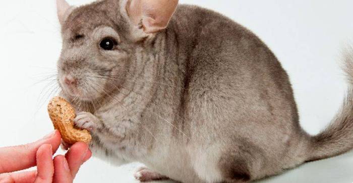 Какие орехи можно давать шиншиллам: грецкие и арахис, фундук и кедровые орехи, миндаль и кешью, можно ли давать семечки вместо орехов