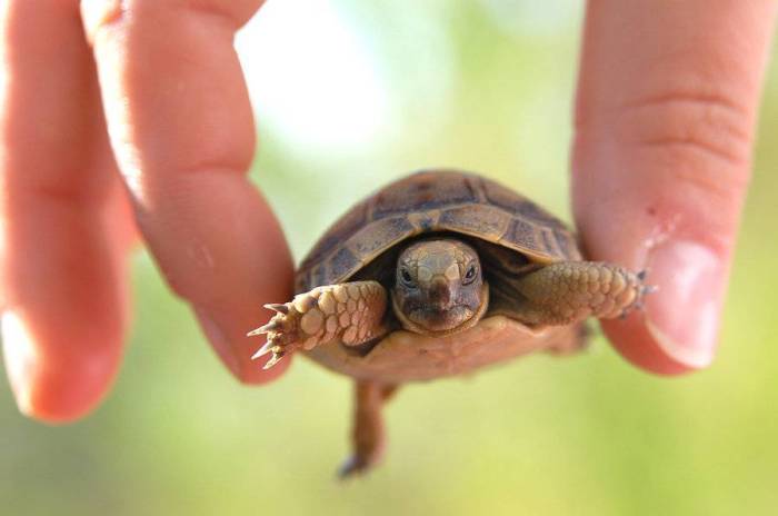 Черепаха – описание, виды, пища, где обитает, фото
