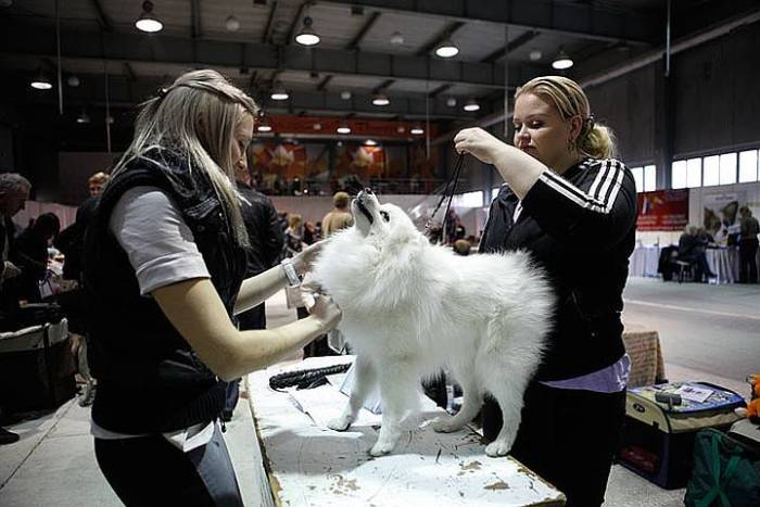 Выставка собак и кошек в оффенбурге
