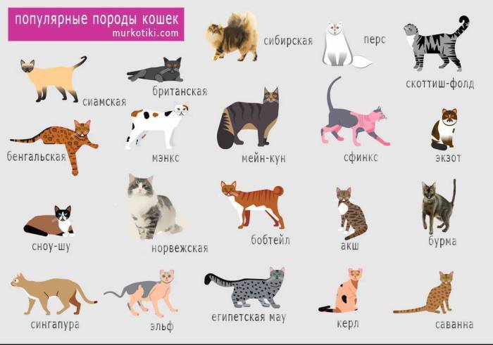 Породы кошек — список с названиями и фото
