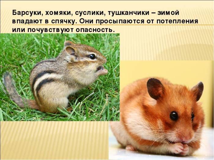 Впадают ли хомяки в спячку? — экспертно-информационный портал о домашних питомцах и уходе за ними — petse.ru