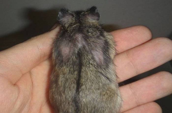 Бактериальные инфекции кожи: какие бывают, как лечить