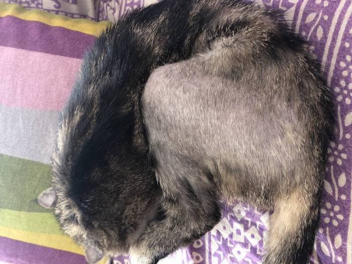 Что делать, если кошка сильно линяет круглый год в домашних условиях, причины выпадения шерсти