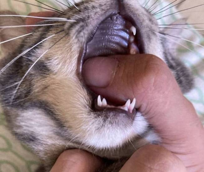 Когда (в каком возрасте) у котят меняются зубы на постоянные, почему у кошек и котов выпадают зубы