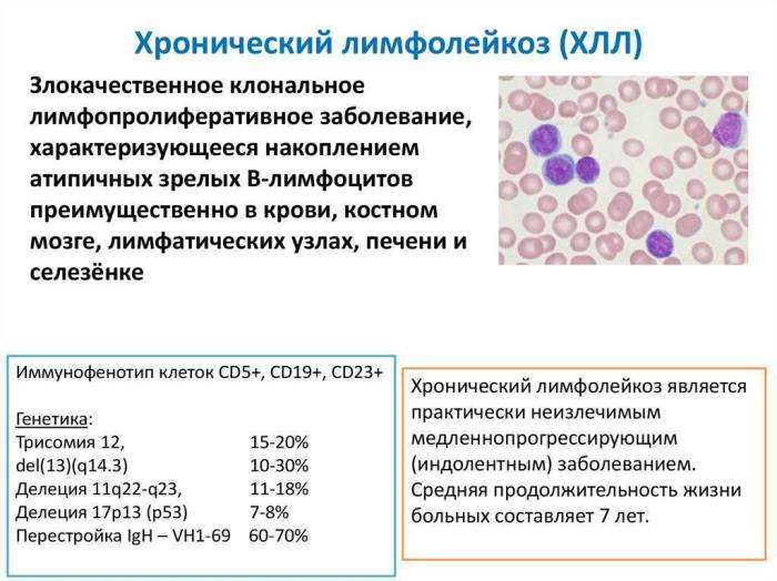 Лимфома у кошек