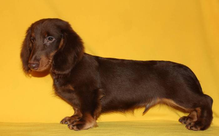 Маленькие породы собак: названия и фото (каталог)