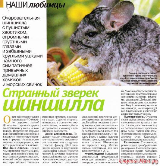 Какие орехи можно собакам