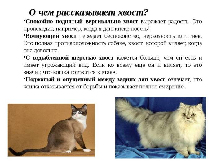 Почему коты виляют хвостом? о чем они говорят таким образом?