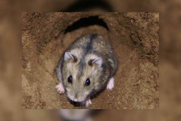 Дикий хомяк: описание, условия обитания и способы борьбы с грызунами