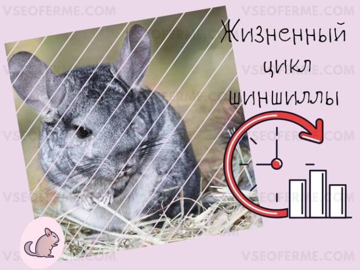 Сколько лет живут шиншиллы в домашних условиях и как определить из возраст?продолжительность жизни шиншиллы: правда и вымысел -
