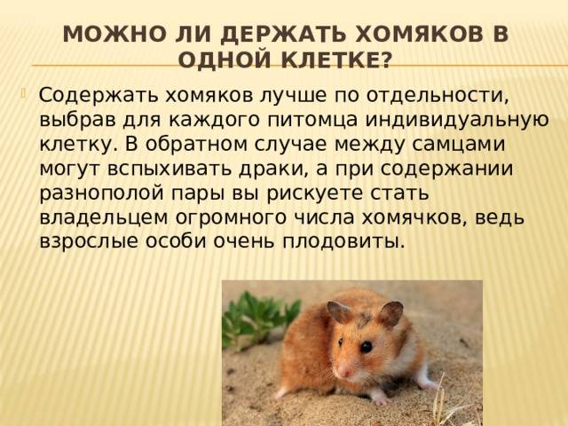 Лучшие наполнители для хомяков на 2023 год