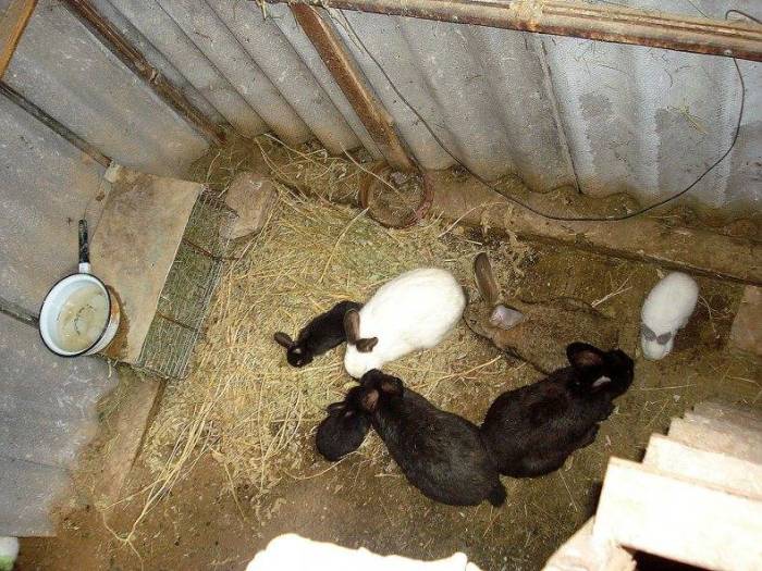 Разведение кроликов в ямах (метод вольного содержания): особенности, плюсы и минусы, идеи опытных кролиководов