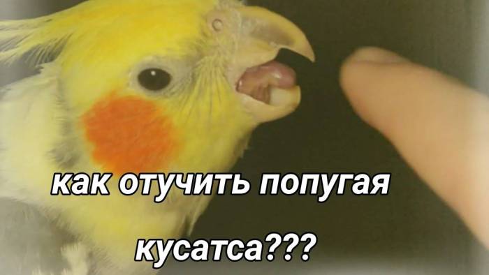 Почему волнистый попугай кричит по утрам?