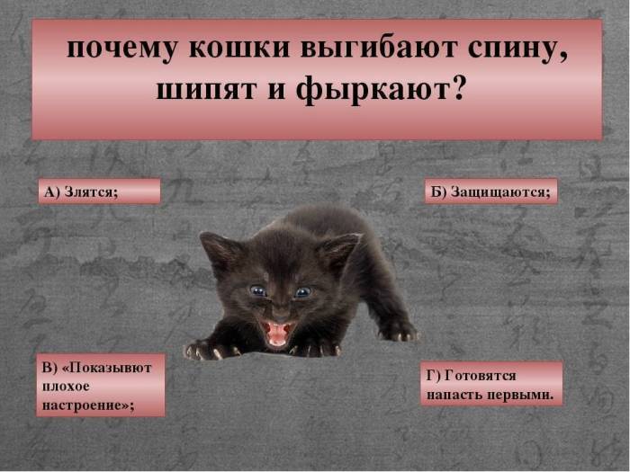 Для чего кошке нужен хвост?