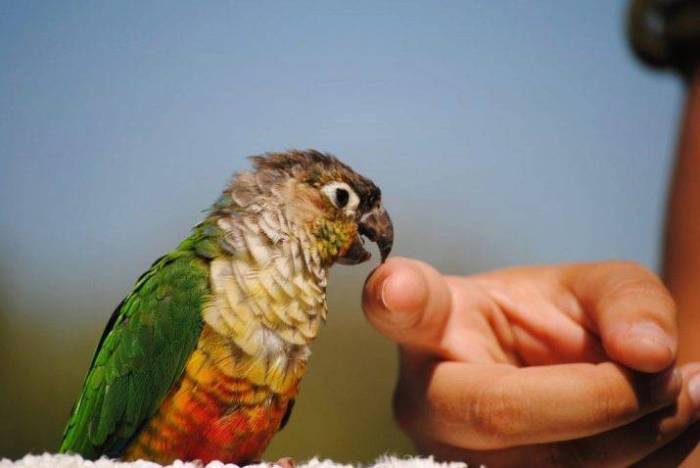 Почему кричит корелла