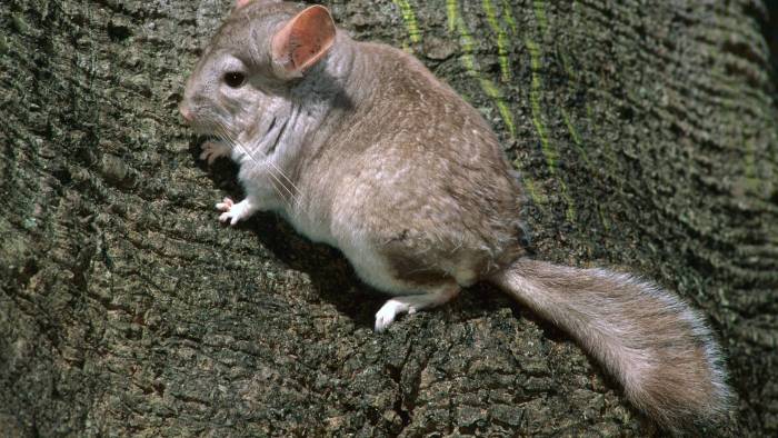 Где живут шиншиллы в дикой природе: фотографии животного, описание среды обитания и образа жизни