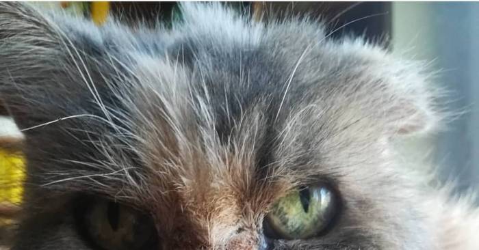 Седеют ли кошки от старости