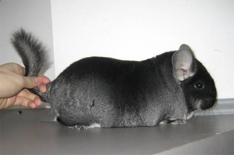 Почему от собаки пахнет псиной, рыбой, тухлятиной, гнилью и грязными носками: чем ее мыть, чтобы не воняла?