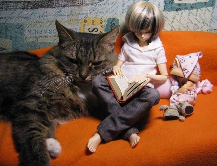 Как правильно воспитывать котенка, чтобы он был ласковым и спокойным, можно ли воспитать взрослого кота или кошку?