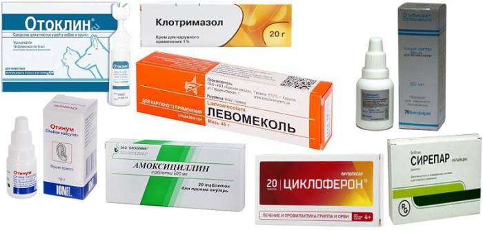 Болезни ушей у кошек - виды заболеваний, их признаки, лечение