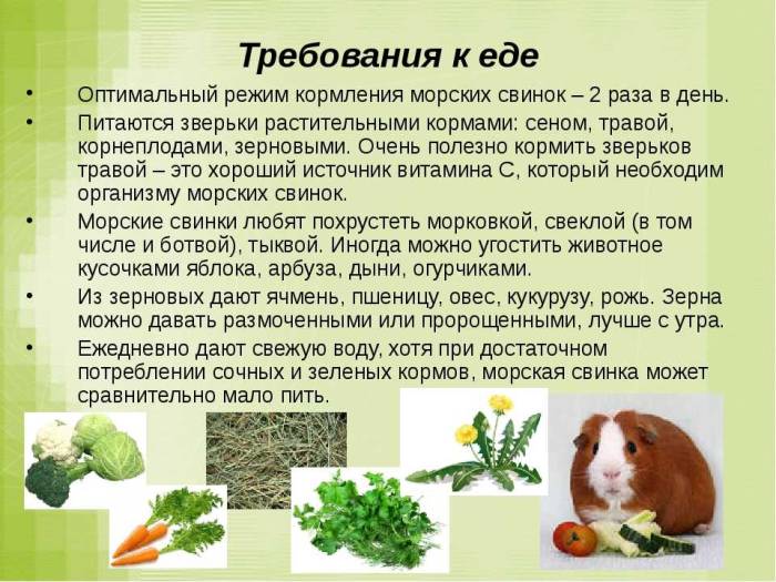 Морские свинки любят разнообразие в питании. что забавные грызуны едят в домашних условиях: домашние свинки и их рацион - автор екатерина данилова - журнал женское мнение
