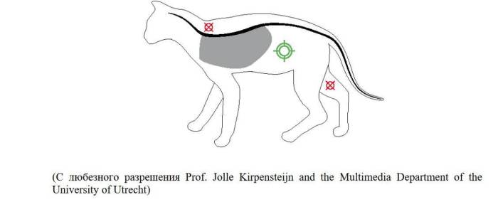 Все о саркоме у кошки: виды, лечить или нет, прогноз, передается ли человеку