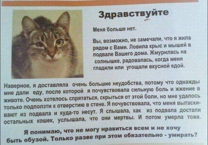Может ли кошка съесть своих котят - причины