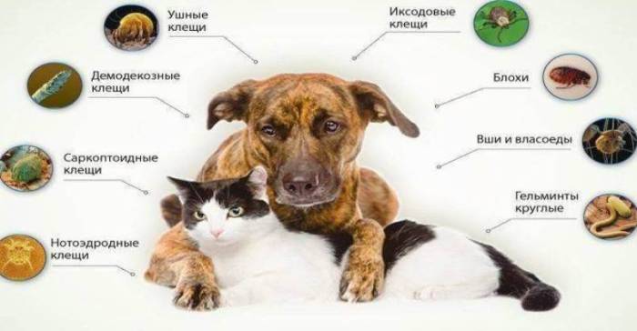 Бактериальные инфекции кожи: какие бывают, как лечить. правила профилактики