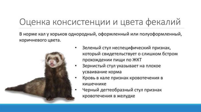 Правильная помощь при кишечном коронавирусе | стимбифид плюс