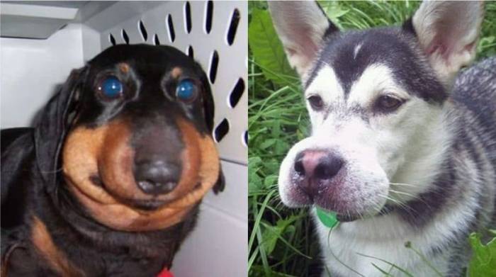 Реакции на ужаления насекомых