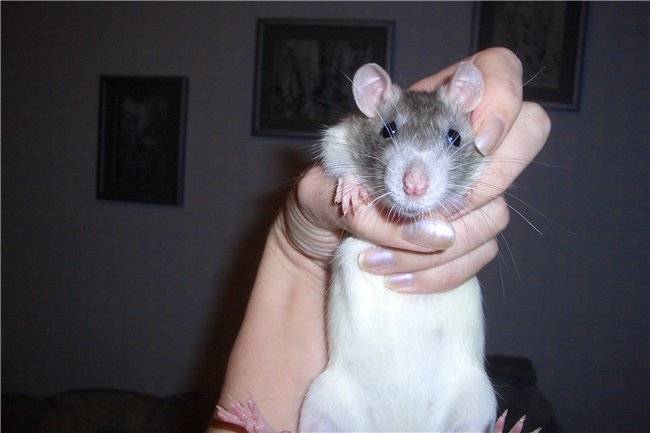 Как видят крысы: видят ли в темноте, какие у них глаза и зрение, различают ли цвета, строение зрительной системы