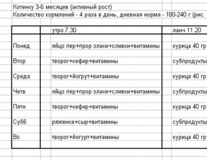 Чем кормить котенка? перечень продуктов по возрастам